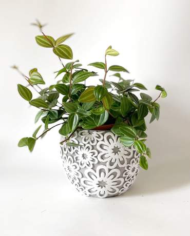 Peperomina Angulata Stone pot 白脈椒草 水泥盆