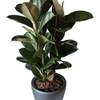 



                                                        Ficus Elastica Robusta/Abidjan  (Rubber Tree)