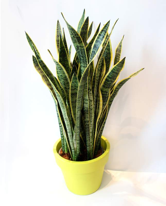 座地虎尾蘭 ELHO 30 青檸色