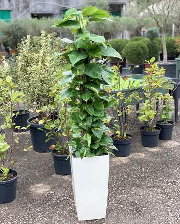 Devil Ivy Mosspole 荷蘭黃金葛柱