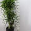 



                                                        Dracaena Reflexa Anita 細葉百合竹