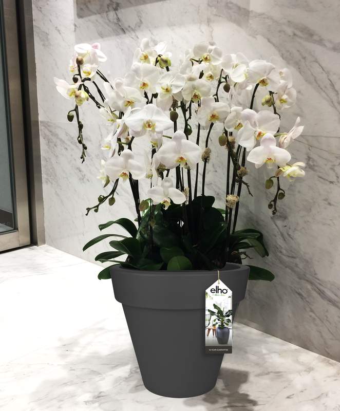 



                                    Luxury Orchid in Pure Round