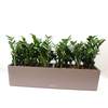



                                                        Zamioculcas plant BALCONERA 50 / 80 Lechuza