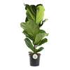 



                                                        Ficus Lyrata (Single stem / Multi-stems)