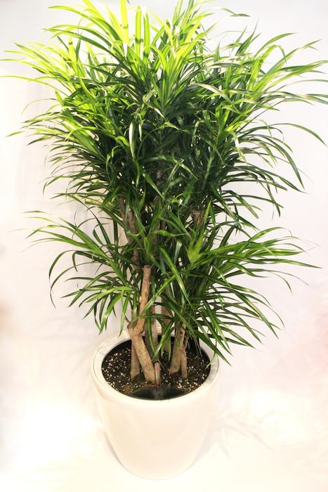 Dracaena Reflexa Anita