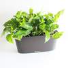 



                                                        Pothos Ivy in Delta 20 Lechuza