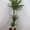 



                                                        Dracaena White Stripe / Warneckei