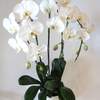 



                                                        3 White Phalaenopsis