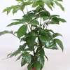 



                                                        Schefflera Amate (Umbrella Tree) 澳洲鴨腳木
