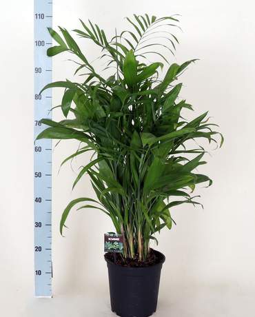 Chamaedorea Seifrizii Chamaedorea Seifrizii 竹莖椰子棕櫚