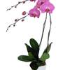 



                                                        粉红色蝴蝶兰盆栽