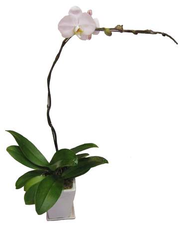 White Phalaenopsis Orchid Plant 白色蝴蝶蘭盆栽