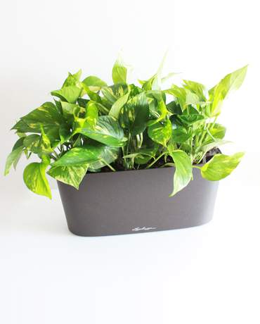 Pothos Ivy in Delta 20 Lechuza 黃金葛 Delta 20 Lechuza
