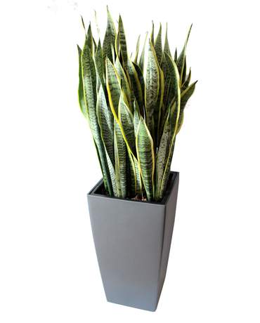 Snake Plant CUBICO / DELTA 30 高身虎尾蘭 CUBICO / DELTA 30