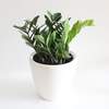 



                                                        Zamioculcas plant CLASSICO / QUADRO 21