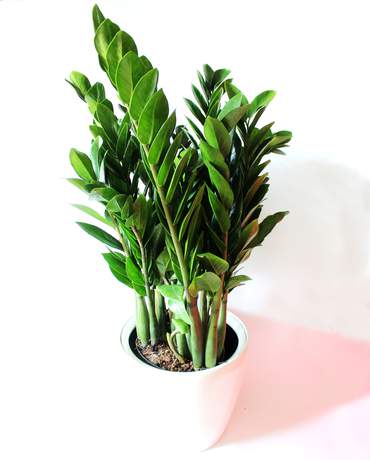 Large Zamioculcas (ZZ) Plant 金錢樹 (大）