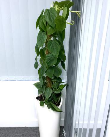 Philodendron Scandens Mosspole Philodendron Scandens 荷蘭杏葉樹柱