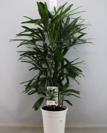 Rhapis Excelsa (Lady Palm) Rhapis Excelsa 荷蘭棕竹
