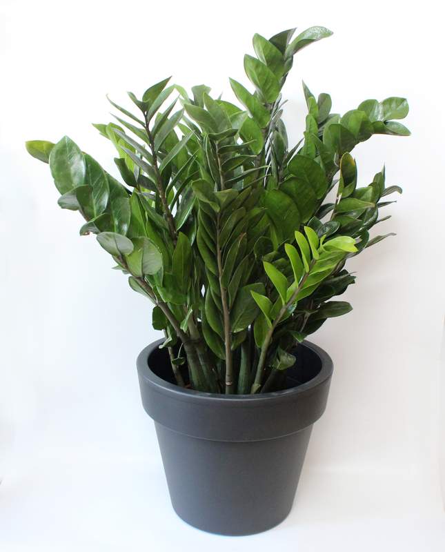 ZZ plant with PURE 40