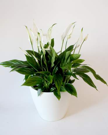 Peace Lily QUADRO / CLASSICO 21 白掌花 QUADRO / CLASSICO 21
