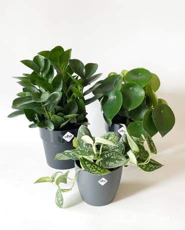 Plants Trio (2) 植物三重奏 (2)