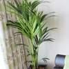 



                                                        Kentia Palm 豪华棕榈  CUBICO / DELTA 30