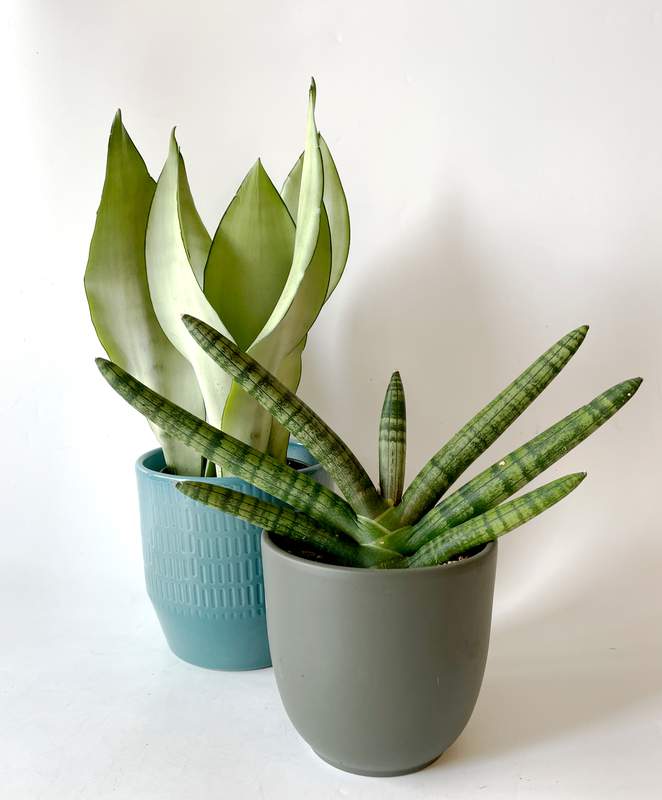 虎尾蘭組合 - 月光及佛手