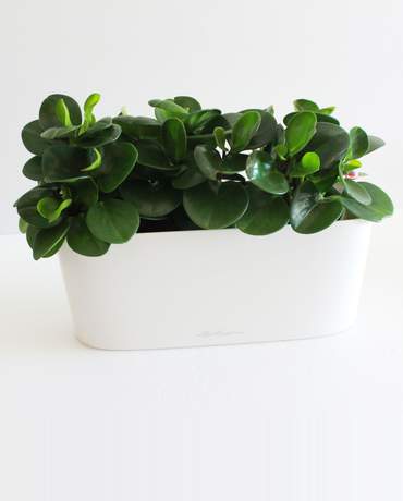 Peperomia in Lechuza DELTA 10 碧玉Lechuza DELTA10 花盆