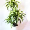 



                                                        Dracaena Lemon Lime