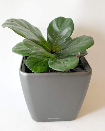 Fiddle leaf fig QUARDO 21 琴葉榕 QUARDO 21