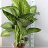 



                                                        Dieffenbachia Snow Tropic / Seg Maroba  花叶万年青 ／黛粉叶