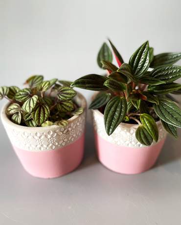 Peperomia Banda and Rosso Peperomia Banda and Rosso