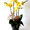 



                                                        Quadruple Yellow orchid