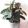 



                                                        Ficus Elastica Robusta/Abidjan  (Rubber Tree)