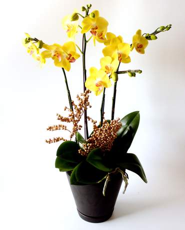 Quadruple Yellow orchid 幸福滿載