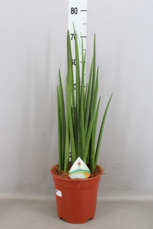 



                                    荷蘭佛手虎尾蘭