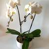 



                                                        白色蝴蝶兰两支盆栽