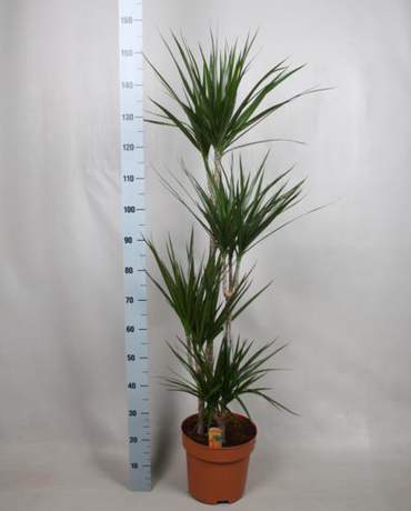 Dracaena Marginata (Tall) Dracaena Marginata 高身馬尾鐵樹