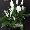 



                                                        Peace lilies CLASSICO / QUADRO 28 Lechuza