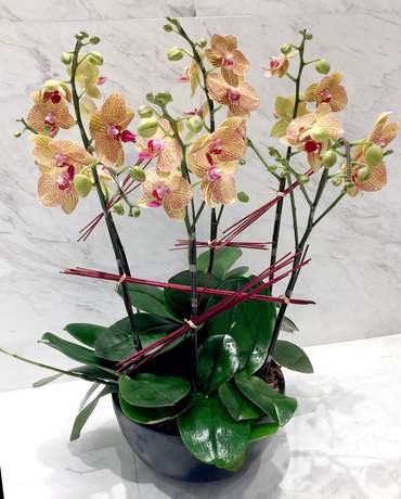 Yellow Phalaenopsis Orchid Garden 蘭花園