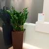 



                                                        Zamioculcas plant CUBICO / DELTA 40
