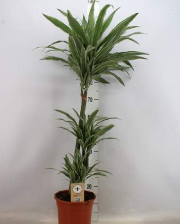 Dracaena White Stripe / Warneckei Dracaena White Stripe/Warneckei 銀線鐵樹