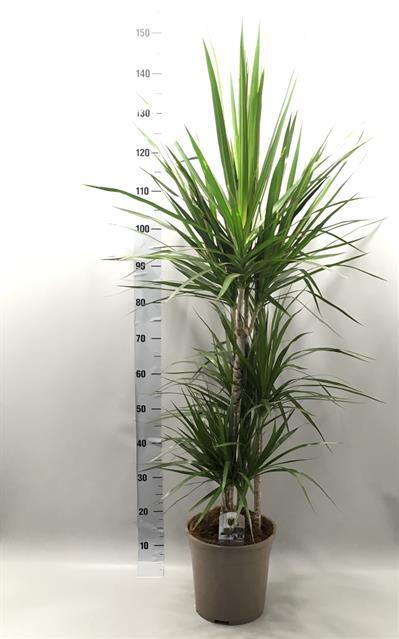 drachenbaum lateinisch Kanarische Drachenbaum (Dracaena draco) main image 0