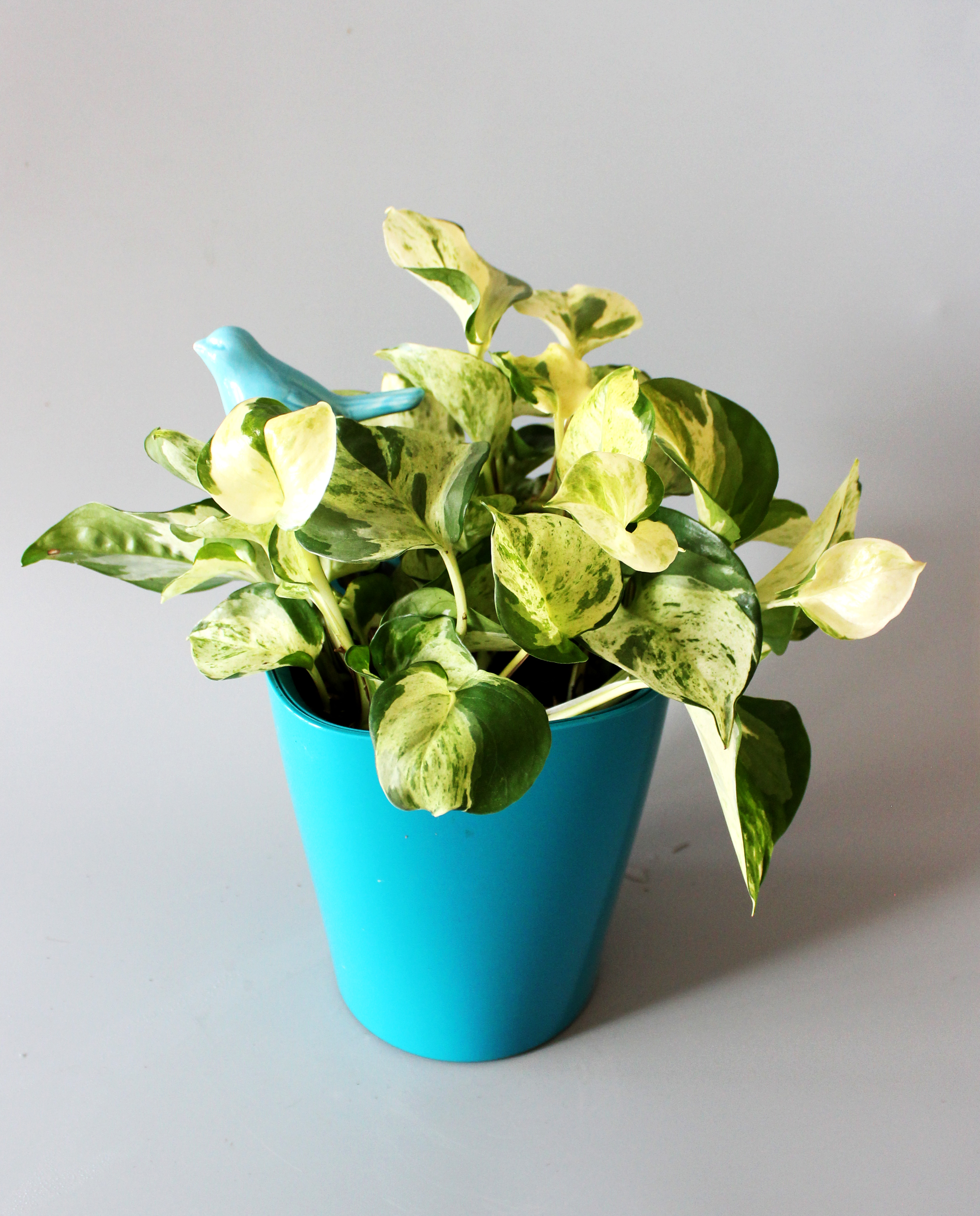 Happy leaf pothos